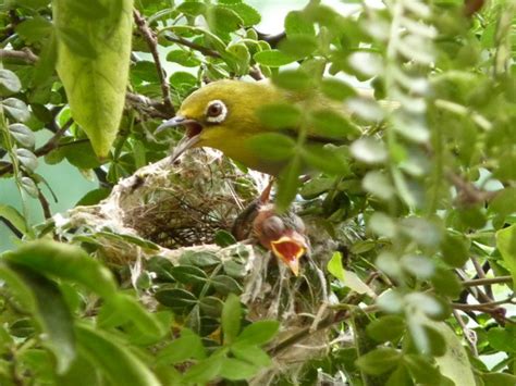 綠繡眼來家裡築巢|野鳥庭前築巢 預示居家風水好兆頭 